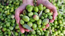 Scientists Develop Eco-friendlier Way of Making Olives Palatable